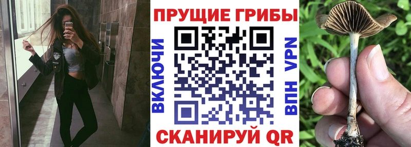 kraken ТОР  Гороховец  Галлюциногенные грибы GOLDEN TEACHER  где найти наркотики 